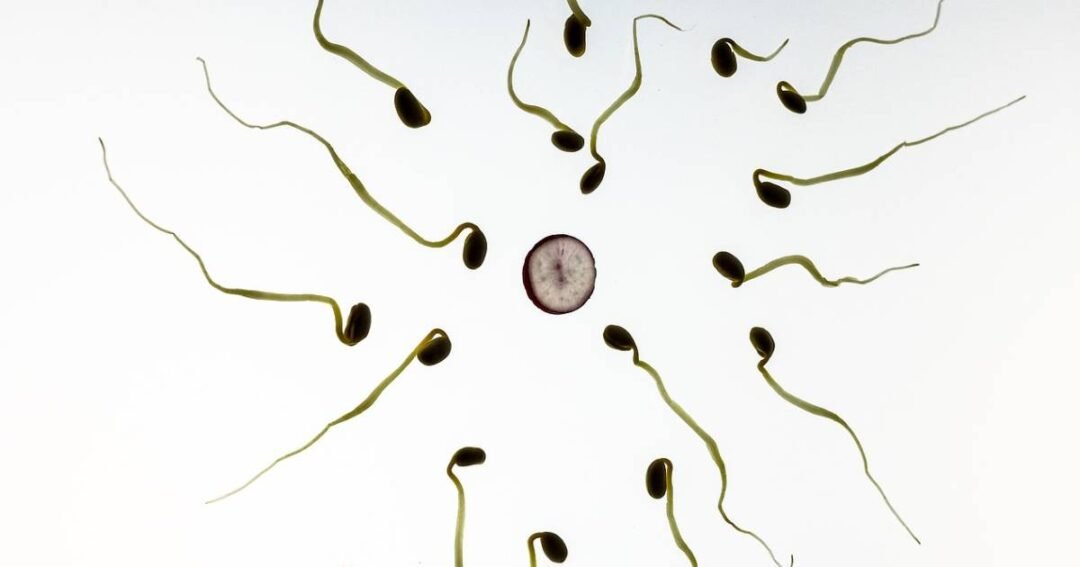 sperma spermatozoidi oplodnja