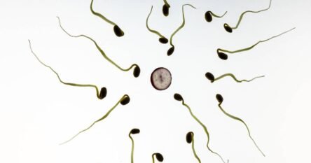 Muškarci imaju drastično manje spermatozoida, poznat glavni krivac