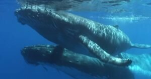 Naučnici koji traže vanzemaljce pokušali komunicirati s kitom. Dobili su odgovor