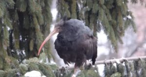 Najrjeđa ptica na svijetu odletjela iz Bosne i Hercegovine i uginula