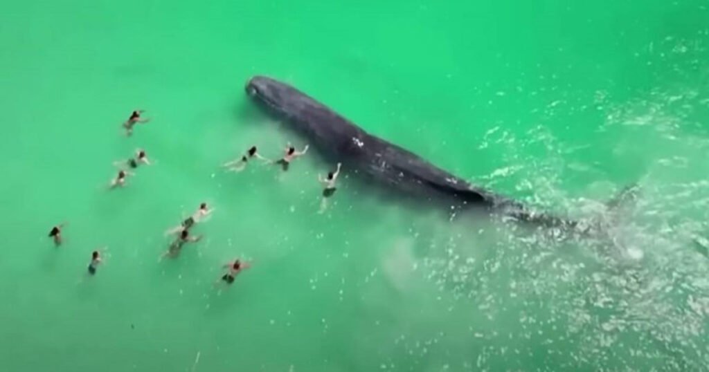 Kod plaže snimljen kit oko kojeg plivaju ljudi. Poslije se nasukao i uginuo