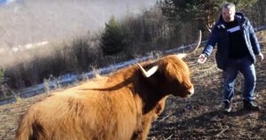 Uzgaja goveda kakvih nema nigdje u BiH: Mlijeko  ima visok udio masti, a meso manje holesterola