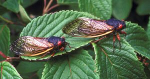 Nije zabilježeno više od 200 godina: Na proljeće će se pojaviti milijarde ovih insekata