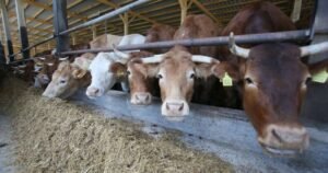 Skok izvoza: “Napad” bh. mljekara na ino-tržište