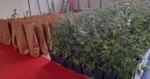 Otkriveni laboratorija za uzgoj marihuane i 270 stabljika, uhapšene dvije osobe