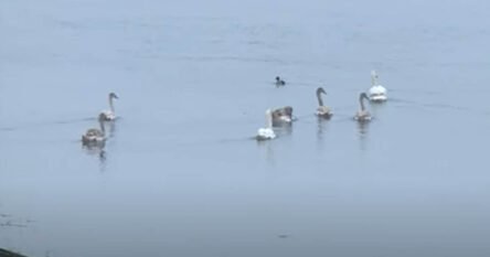 Uginulo 25 labudova na Savi kod Gradiške: “Mjere opreza moraju biti na visokom nivou”