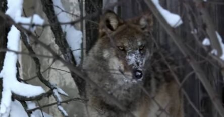 Naučnici proučavali vukove iz černobilske šume, pa otkrili jednu zapanjujuću stvar