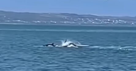 Nevjerovatan snimak bijelog psa i orke uznemirio naučnike