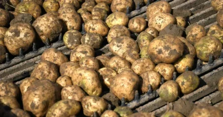 Mladići s polja ukrali pola tone krompira, zaskočila ih policija. Dvojica su pobjegla