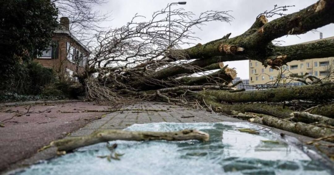 oborena stabla drvece vjetar oluja