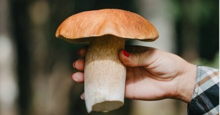 Posustaje izvoz gljiva iz BiH, poznat razlog