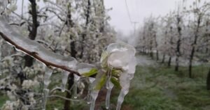 Snijeg prekrio usjeve: Drastičan pad temperature zabrinuo poljoprivrednike u BiH