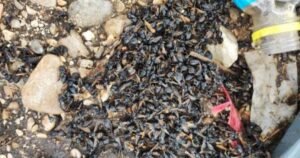 Pomor pčela zbog prosutog šećera na mjestu željezničke nesreće: “Ovo je ekološka katastrofa”