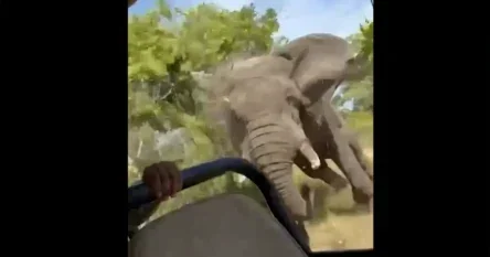 Objavljen snimak: Slon ganjao ljude na safariju, ubio je jednu turistkinju