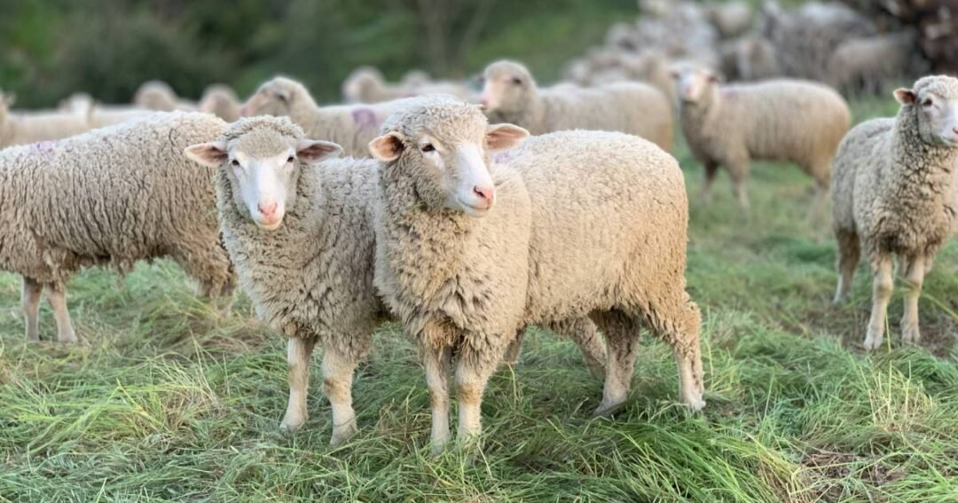 ovce stado