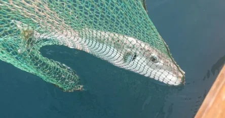 U moru u Hrvatskoj ulovljena najotrovnija riba na svijetu: Otrov je 1200 puta jači od cijanida