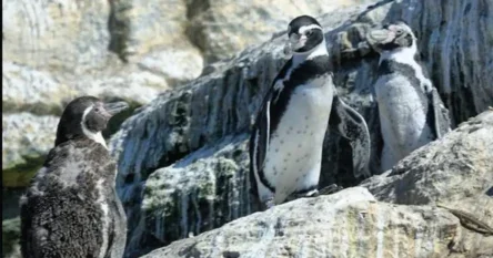 Naučnici upozoravaju: Humboldtovi pingvini su pred izumiranjem!