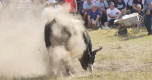 Ženu ubio bik, nasrnuo je na nju i pregazio je