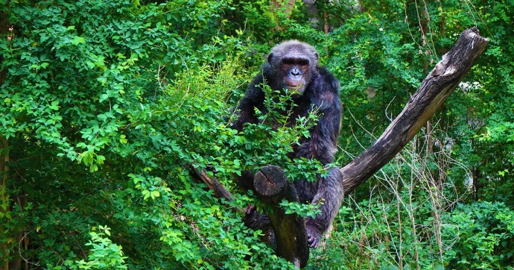 Bolesne čimpanze same se liječe ljekovitim biljem