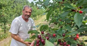 Enes Pandžić godišnje proda oko šest tona višnje na domaćem tržištu