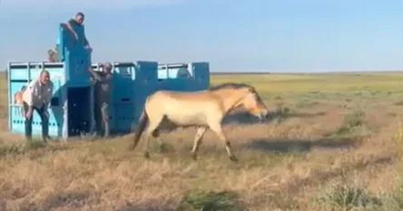 Divlji konji vraćaju se u “Zlatnu stepu” nakon 200 godina