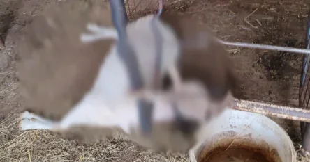 Vuk u Hercegovini usmrtio četiri psa i kozu, vlasnik objavio uznemirujuće fotografije