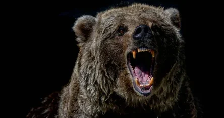 Žena pronađena mrtva u svojoj kući, utvrđeno da je ubio medvjed