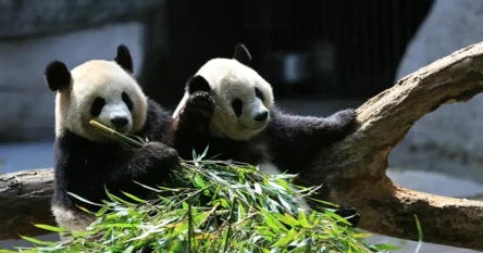 Vrsta pred spašavanjem: Broj džinovskih pandi u divljini u Kini porastao na skoro 1.900