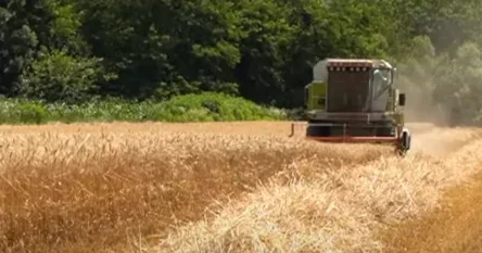 Počela žetva pšenice u Semberiji, kilogram će koštati kao kifla?