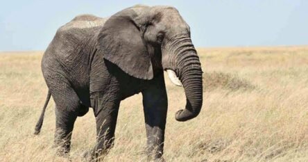 Istraživanje pokazuje da bi slonovi mogli imati imena