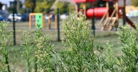 Alergičari, oprez: Zabilježen rast polena ambrozije