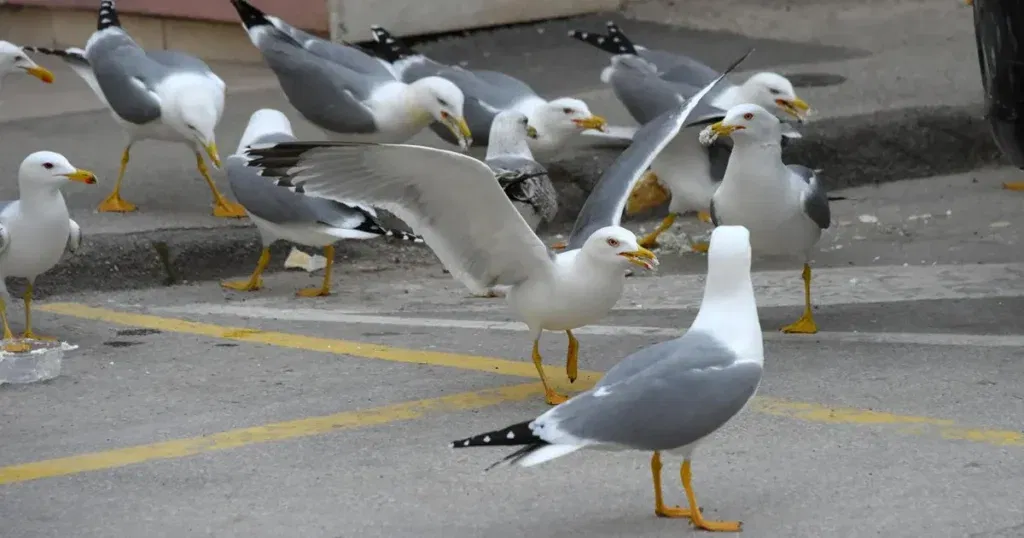 Galebovi u Hrvatskoj napali djevojku, jedva je izvukla živu glavu