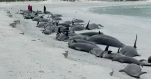 Potresni prizori: Nasukalo se i uginulo najmanje 65 kitova