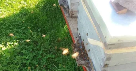 Pčelari nezadovoljni prinosima meda, trenutno je kilogram 20 KM