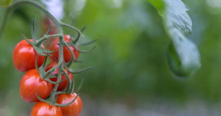 Zašto je dobro jesti paradajz
