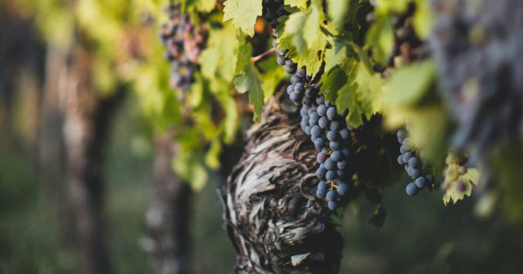 Autohtone hercegovačke sorte vinove loze uskoro će se uzgajati u Portugalu