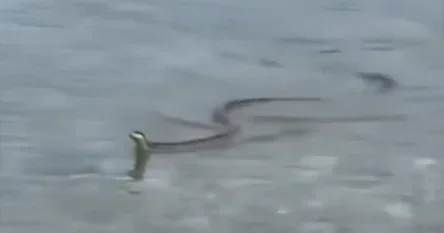 Prizor iz Hrvatske: U moru snimio “diva među evropskim zmijama”