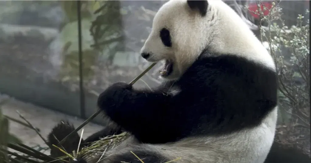 Panda Meng Meng u berlinskome zoološkom vrtu čeka blizance