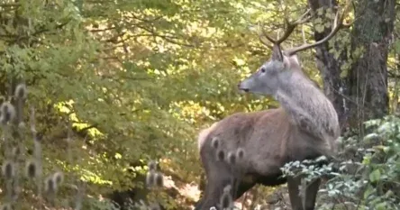 Nakon više od 30 godina na bh. planinu se vratili jeleni, za sada ih ima ukupno 24