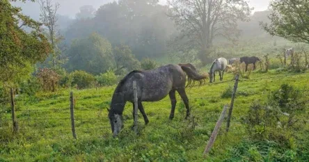 Snijega i prave zime nema još ni na vidiku: Evo kada stiže zahlađenje, najavljen je i mraz