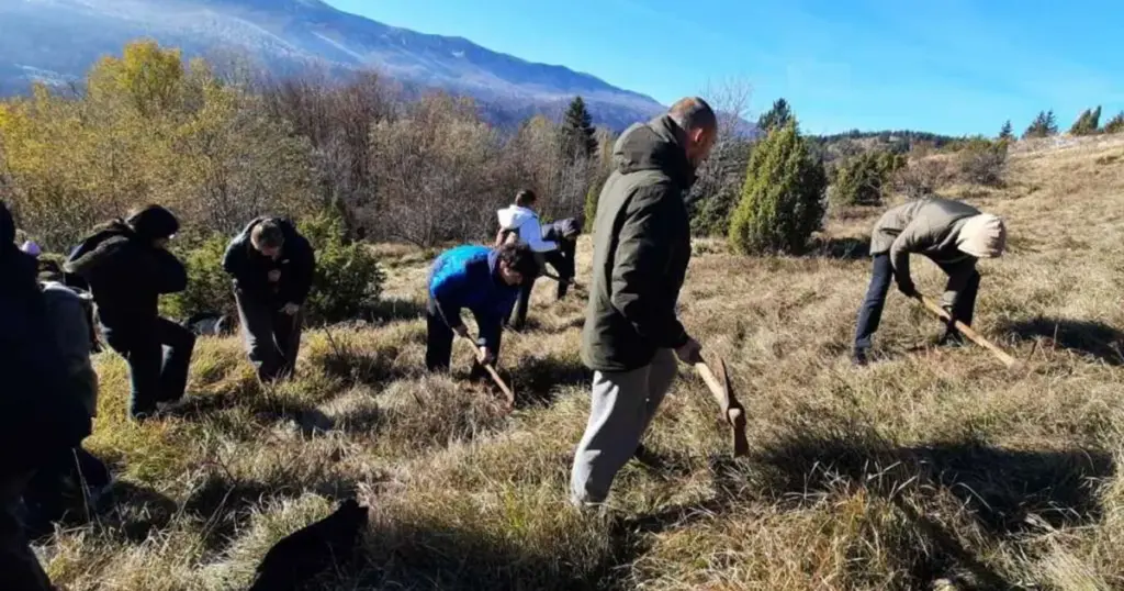 Povodom Dana državnosti BiH: Volonteri na Igmanu zasadili 500 sadnica smrče