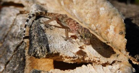 Istraživanje biodiverziteta na području Blagaja, pronađeno nekoliko važnih nalaza