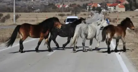 Jedna osoba poginula u nesreći u kojoj su učestvovali vozilo i tri konja