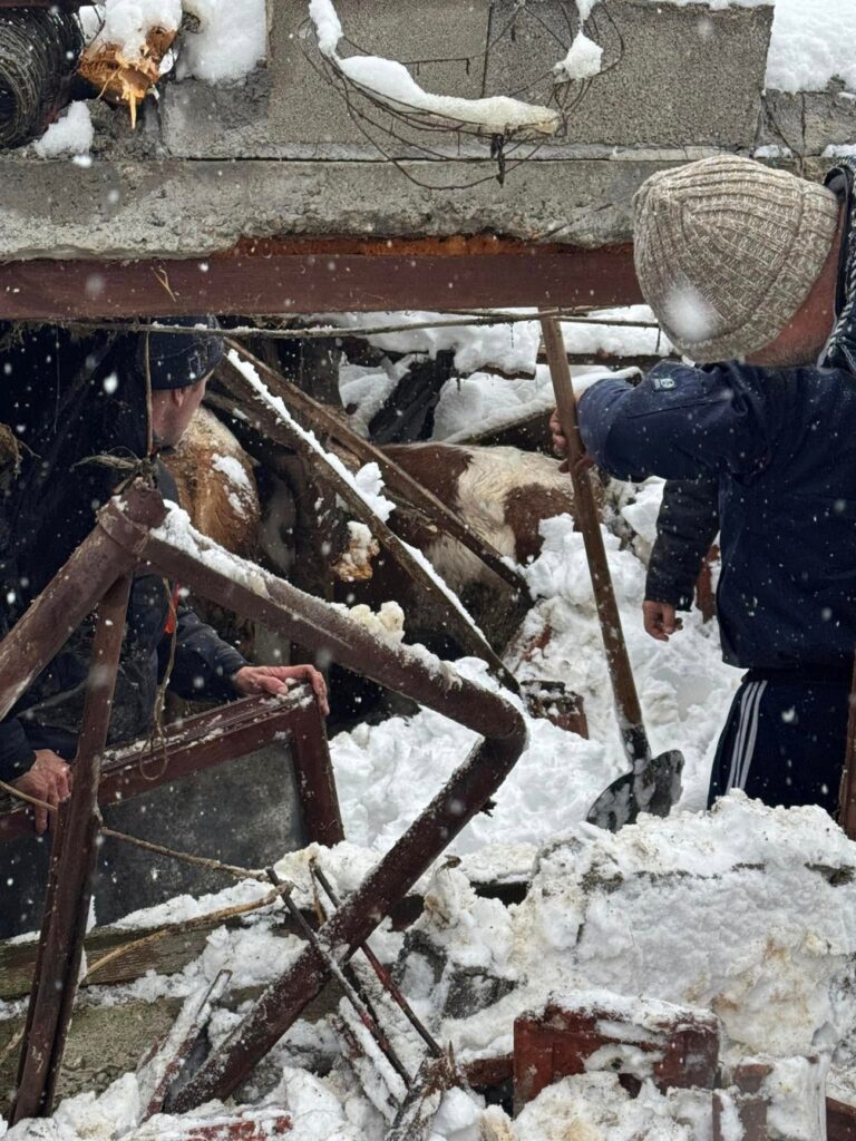 stala se urusila snjeznica