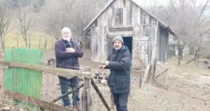 Stočari u Sanskom Mostu na mukama, stradalo šest jagnjadi