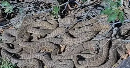 Snimljeno hiljade zmija kako izlaze iz džinovske jazbine gdje su provele zimu